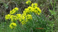/album/wildflowers/dsc02699-1-amfikleia-7-4-2018-jpg/